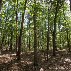 Photo #28 of 1716 Brassfield, Raleigh, NC 15.8 acres