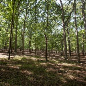 Photo #26 of 1716 Brassfield, Raleigh, NC 15.8 acres