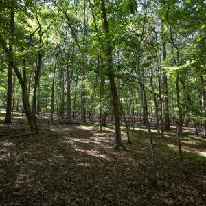 Photo #27 of 1716 Brassfield, Raleigh, NC 15.8 acres