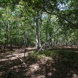 Photo #33 of 1716 Brassfield, Raleigh, NC 15.8 acres