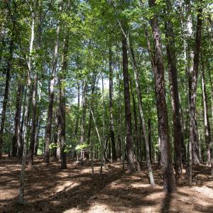 Photo #23 of 1716 Brassfield, Raleigh, NC 15.8 acres
