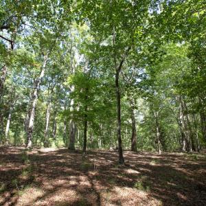 Photo #24 of 1716 Brassfield, Raleigh, NC 15.8 acres