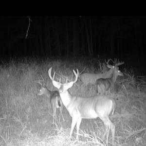 Photo #3 of Sunset, Oxford, NC 94.8 acres