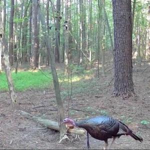 Photo #7 of Sunset, Oxford, NC 94.8 acres