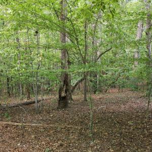 Photo #4 of Rollins Mill, Holly Springs, NC 3.5 acres
