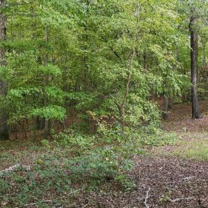 Photo #2 of Rollins Mill, Holly Springs, NC 3.5 acres