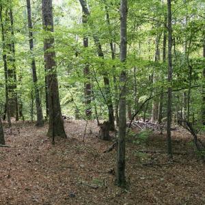 Photo #3 of Rollins Mill, Holly Springs, NC 3.5 acres