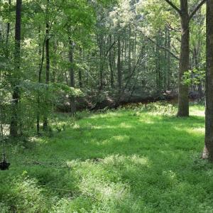 Photo #22 of Lot 2 Boogaboo, Rougemont, NC 5.3 acres