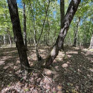 Photo #5 of Ralph Moore, Bear Creek, NC 25.0 acres