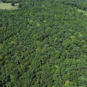 Photo #11 of Ralph Moore, Bear Creek, NC 25.0 acres