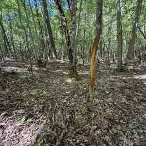 Photo #4 of Ralph Moore, Bear Creek, NC 25.0 acres