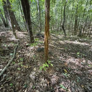 Photo #3 of Ralph Moore, Bear Creek, NC 25.0 acres