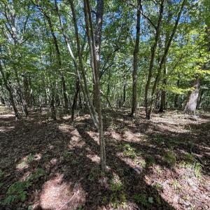 Photo #7 of Ralph Moore, Bear Creek, NC 25.0 acres