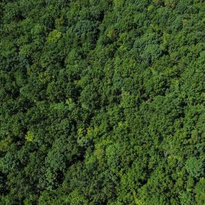 Photo #10 of Ralph Moore, Bear Creek, NC 25.0 acres