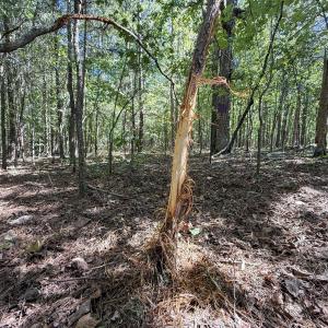 Photo #2 of Ralph Moore, Bear Creek, NC 25.0 acres