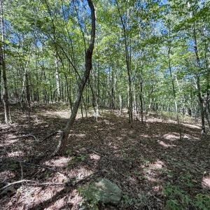 Photo #8 of Ralph Moore, Bear Creek, NC 25.0 acres