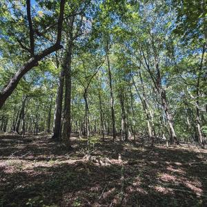 Photo #1 of Ralph Moore, Bear Creek, NC 25.0 acres