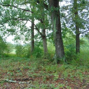 Photo #19 of County Home Rd., Yanceyville, NC 29.8 acres
