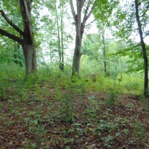 Photo #17 of County Home Rd., Yanceyville, NC 29.8 acres