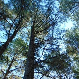 Photo #30 of County Home Rd., Yanceyville, NC 29.8 acres