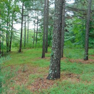Photo #16 of County Home Rd., Yanceyville, NC 29.8 acres