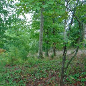 Photo #20 of County Home Rd., Yanceyville, NC 29.8 acres