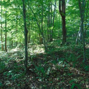 Photo #22 of Allen Jarrett, Mebane, NC 10.0 acres