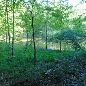 Photo #20 of Allen Jarrett, Mebane, NC 10.0 acres
