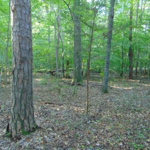 Photo #18 of Allen Jarrett, Mebane, NC 10.0 acres