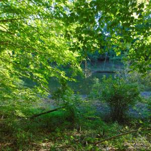 Photo #23 of Allen Jarrett, Mebane, NC 10.0 acres