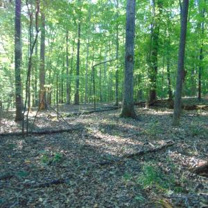 Photo #19 of Allen Jarrett, Mebane, NC 10.0 acres