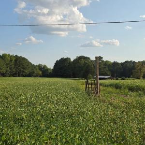 Photo #28 of Flat Rock Church, Louisburg, NC 33.6 acres