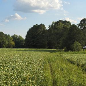 Photo #29 of Flat Rock Church, Louisburg, NC 33.6 acres