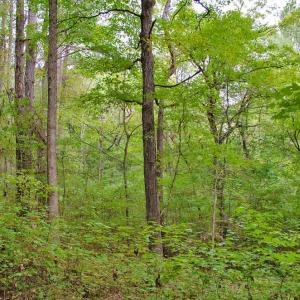 Photo #10 of 4656 Woodsdale, Roxboro, NC 103.0 acres