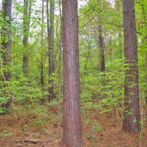 Photo #9 of 4656 Woodsdale, Roxboro, NC 103.0 acres