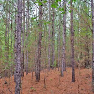 Photo #17 of 4656 Woodsdale, Roxboro, NC 103.0 acres