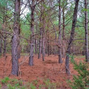Photo #15 of 4656 Woodsdale, Roxboro, NC 103.0 acres