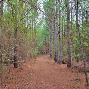 Photo #16 of 4656 Woodsdale, Roxboro, NC 103.0 acres