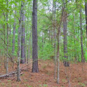 Photo #5 of 4656 Woodsdale, Roxboro, NC 103.0 acres