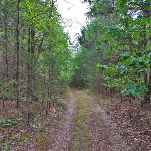 Photo #13 of 4656 Woodsdale, Roxboro, NC 103.0 acres