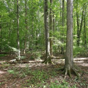 Photo #23 of 605 Canotage, Cedar Grove, NC 1.0 acres