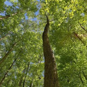 Photo #22 of 605 Canotage, Cedar Grove, NC 1.0 acres