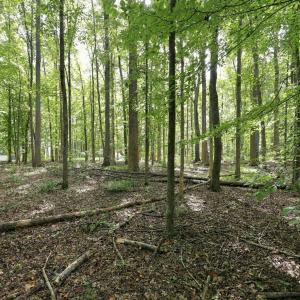 Photo #20 of 605 Canotage, Cedar Grove, NC 1.0 acres