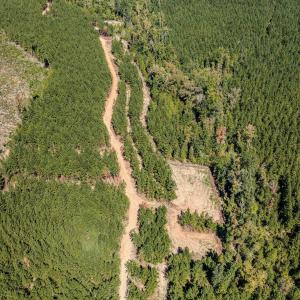Photo #26 of Buckhorn, Sanford, NC 206.5 acres