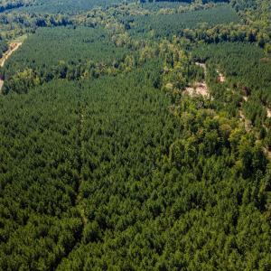 Photo #20 of Buckhorn, Sanford, NC 206.5 acres