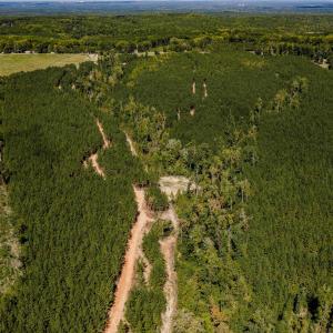 Photo #44 of Buckhorn, Sanford, NC 206.5 acres