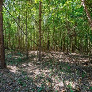 Photo #31 of Buckhorn, Sanford, NC 206.5 acres