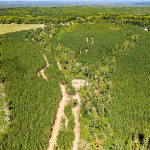 Photo #46 of Buckhorn, Sanford, NC 206.5 acres