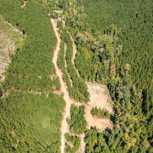 Photo #38 of Buckhorn, Sanford, NC 206.5 acres