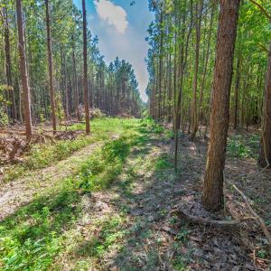 Photo #30 of Buckhorn, Sanford, NC 206.5 acres